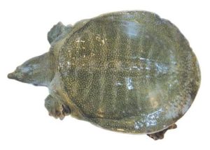 すっぽん